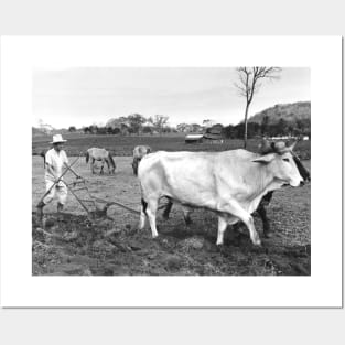 Vintage Photo of Mexican Farmer and Cows Posters and Art